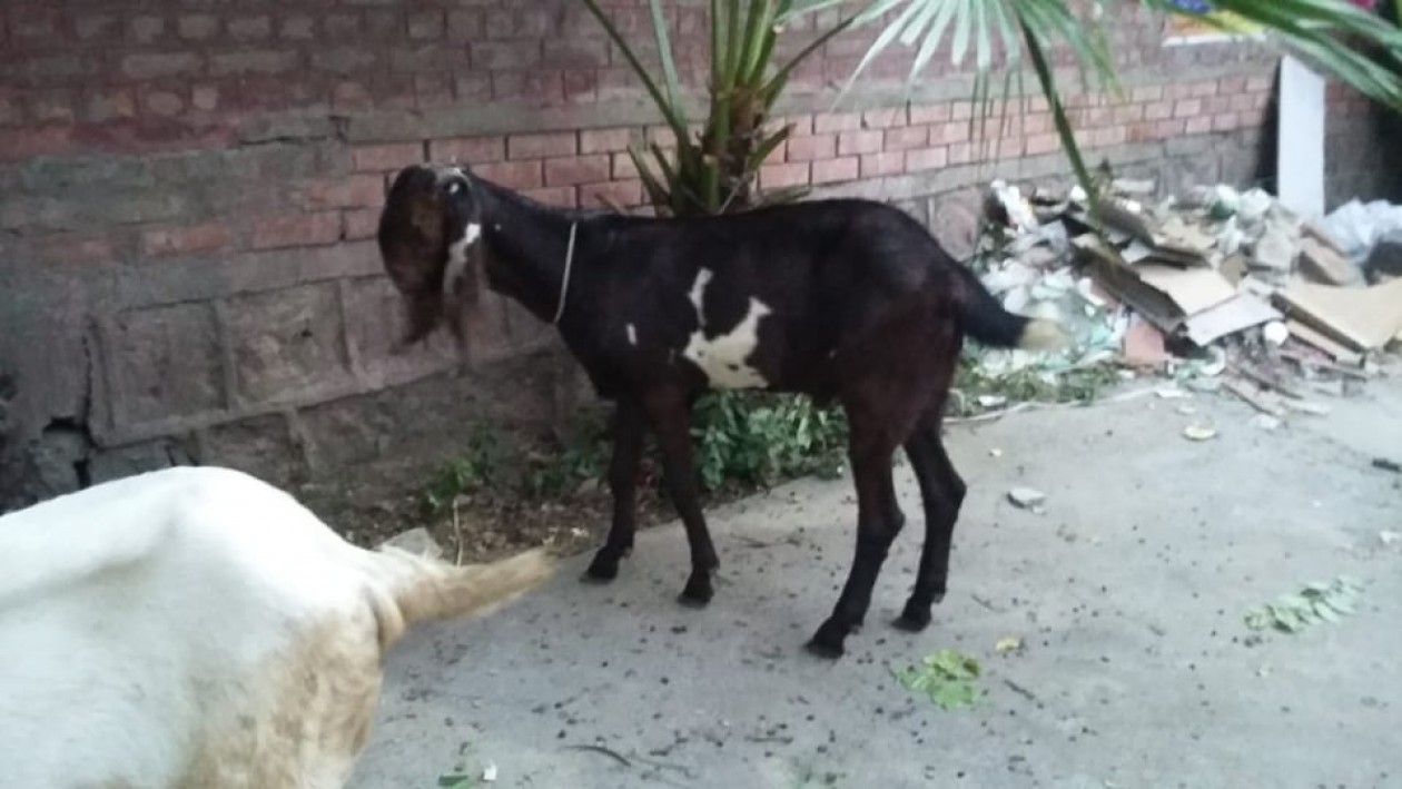 bakra
