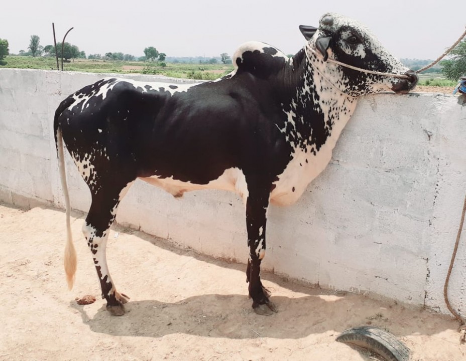 bakra