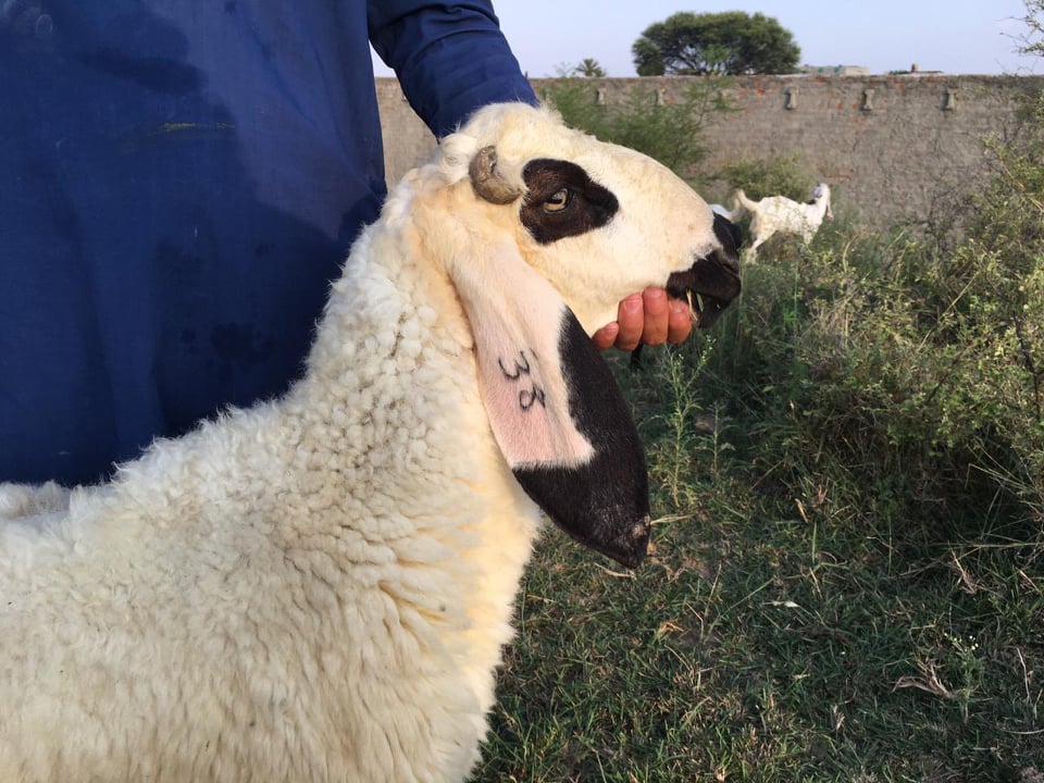 bakra