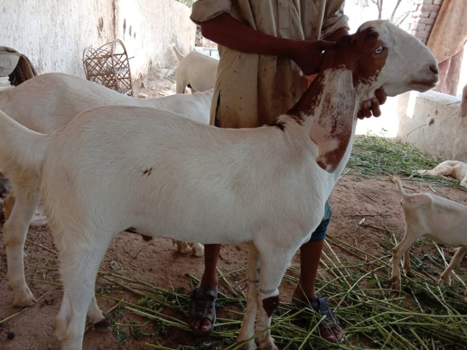 bakra