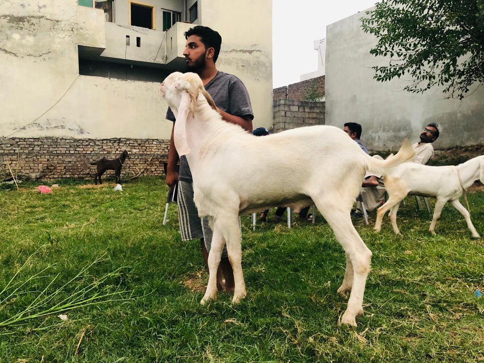 bakra