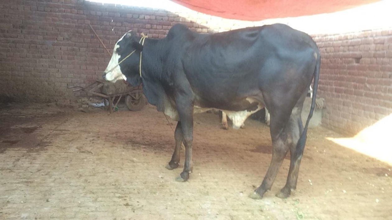 bakra