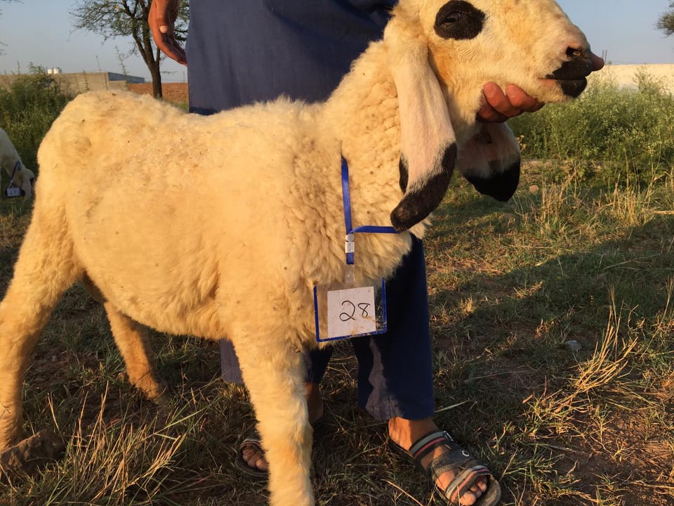 bakra