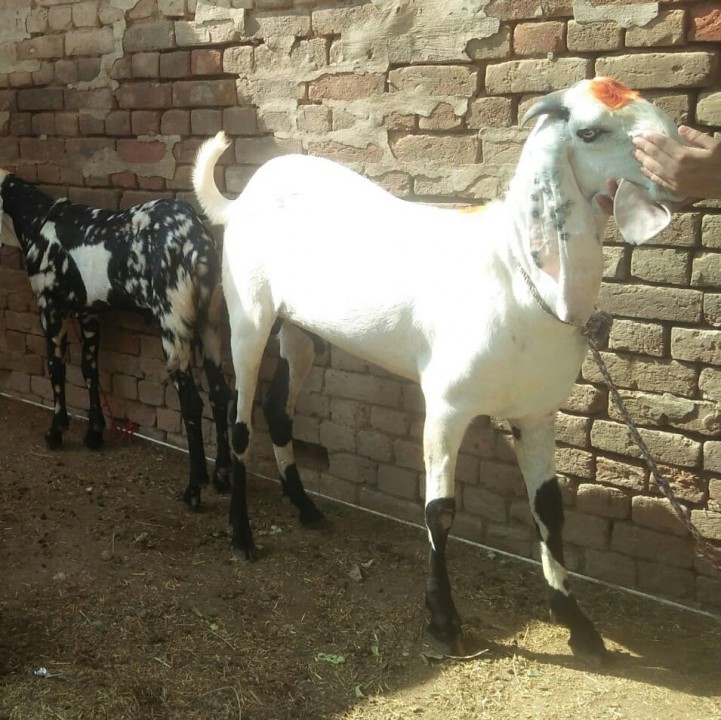 bakra