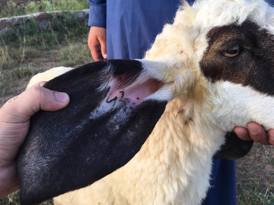 bakra