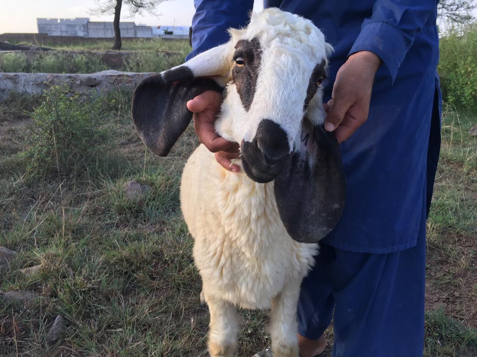 bakra