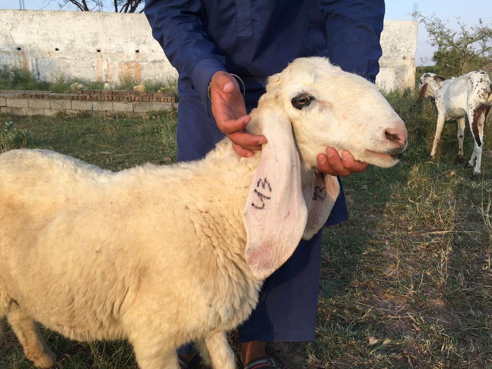 bakra
