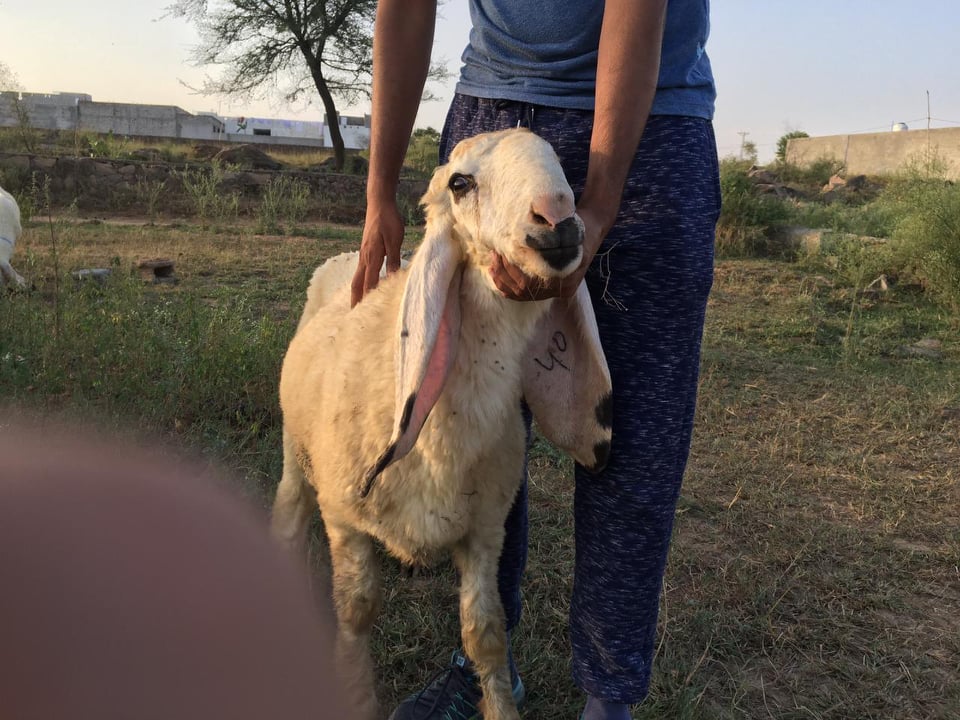 bakra