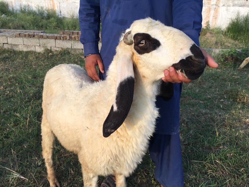 bakra