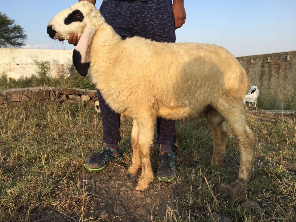 bakra