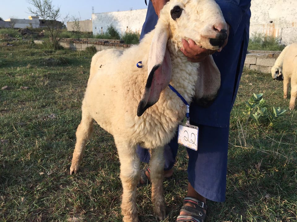 bakra