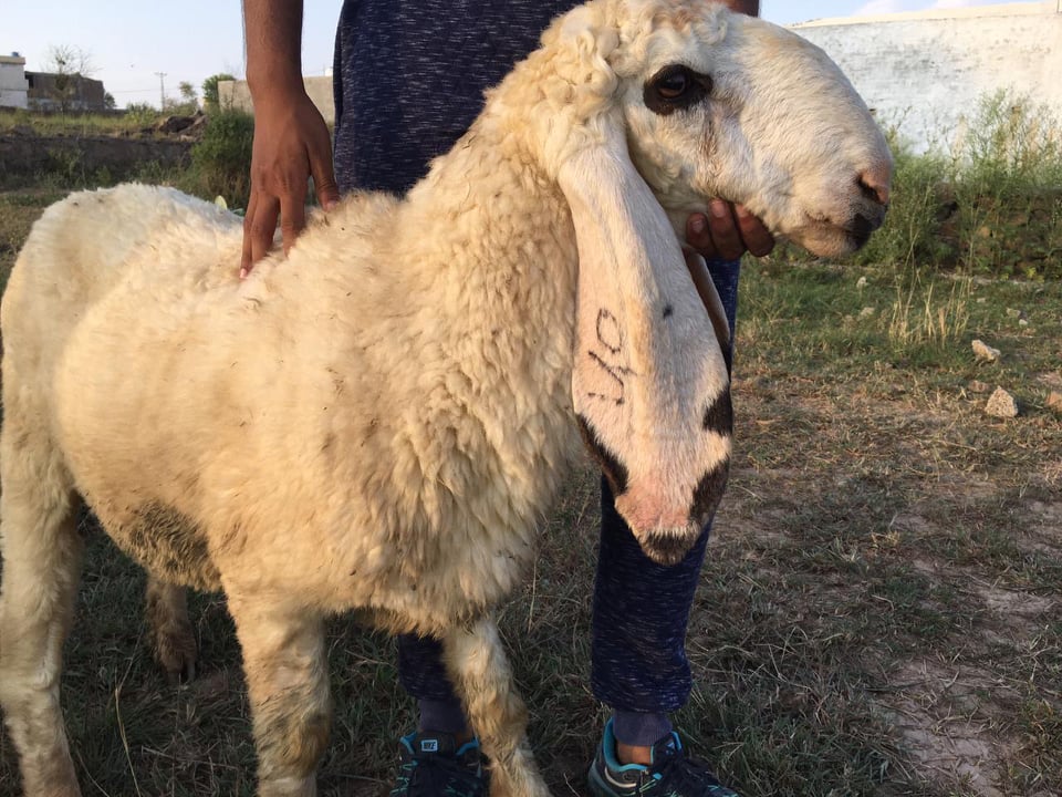 bakra
