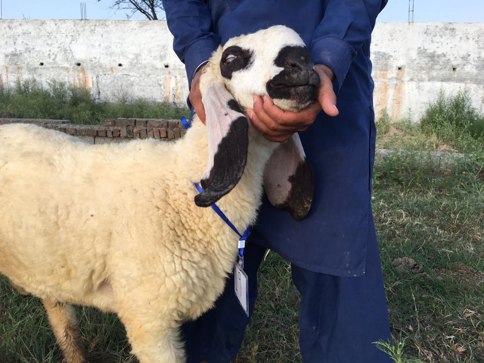 bakra