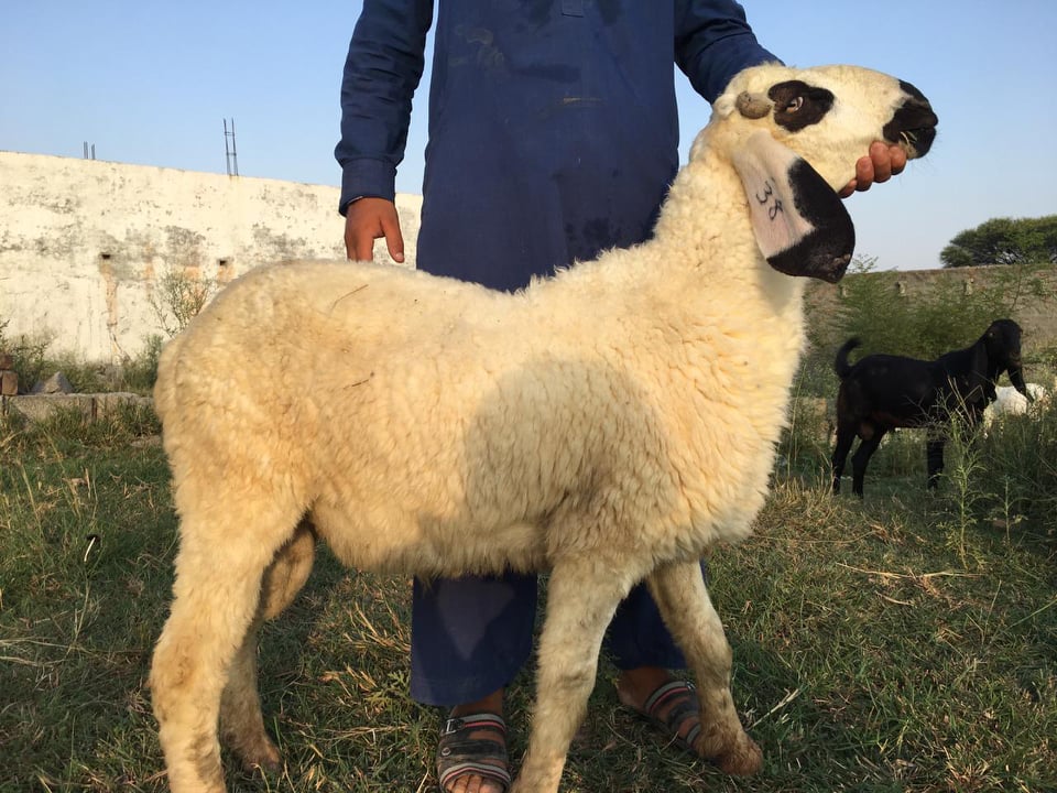 bakra