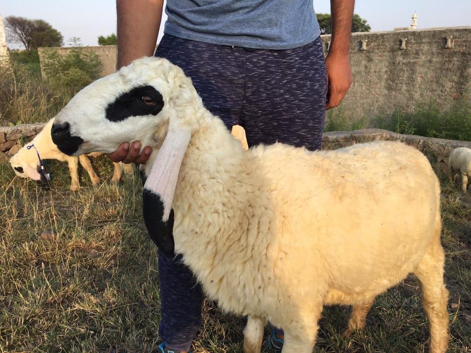 bakra