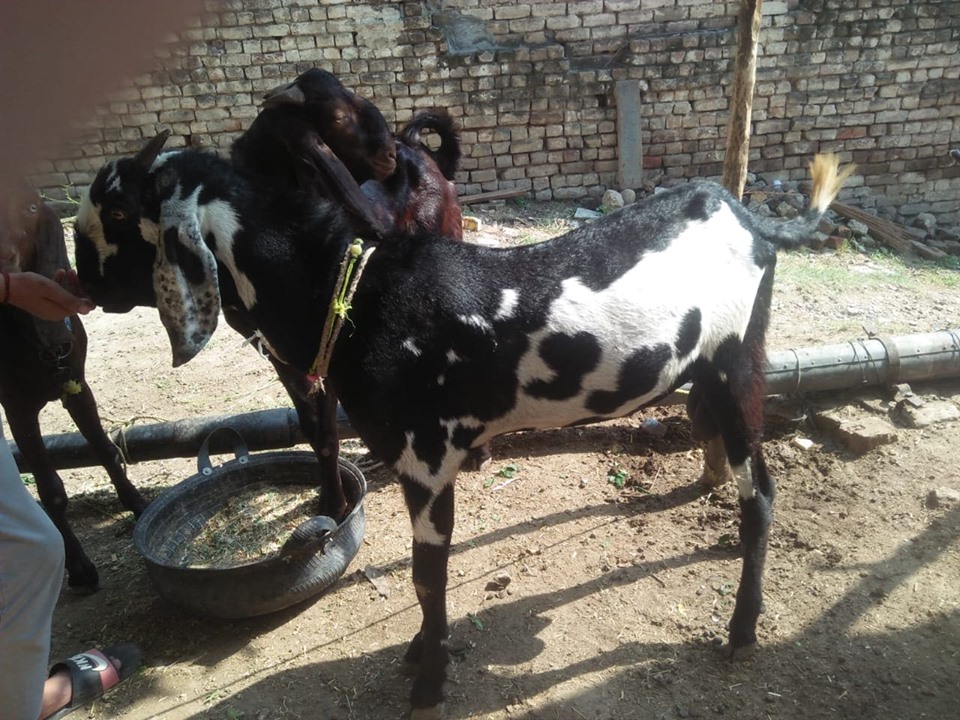 bakra