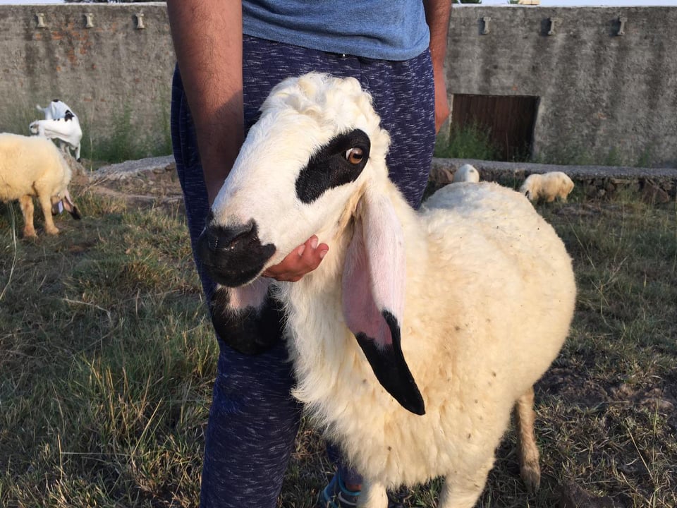 bakra