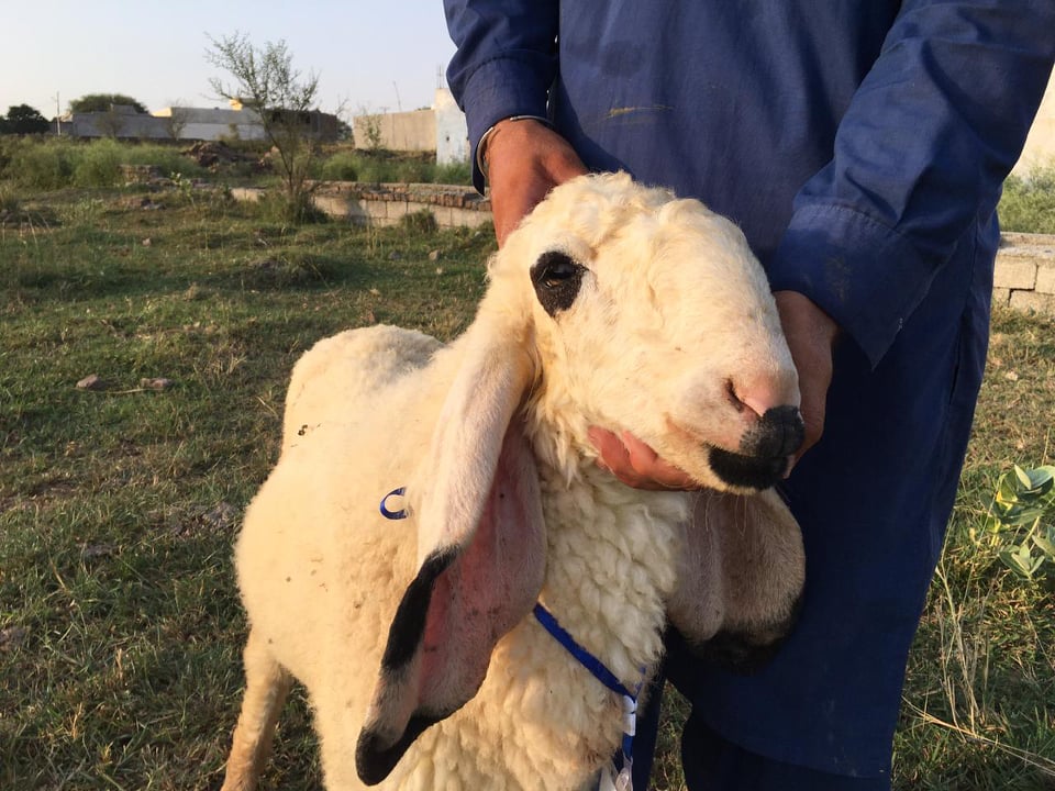 bakra