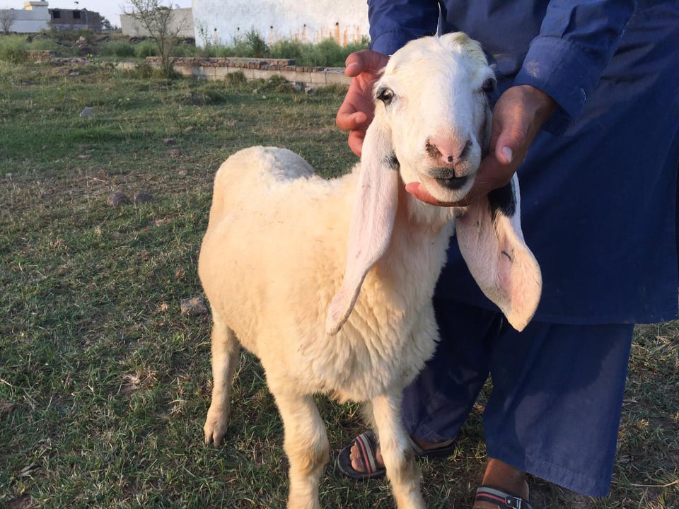 bakra