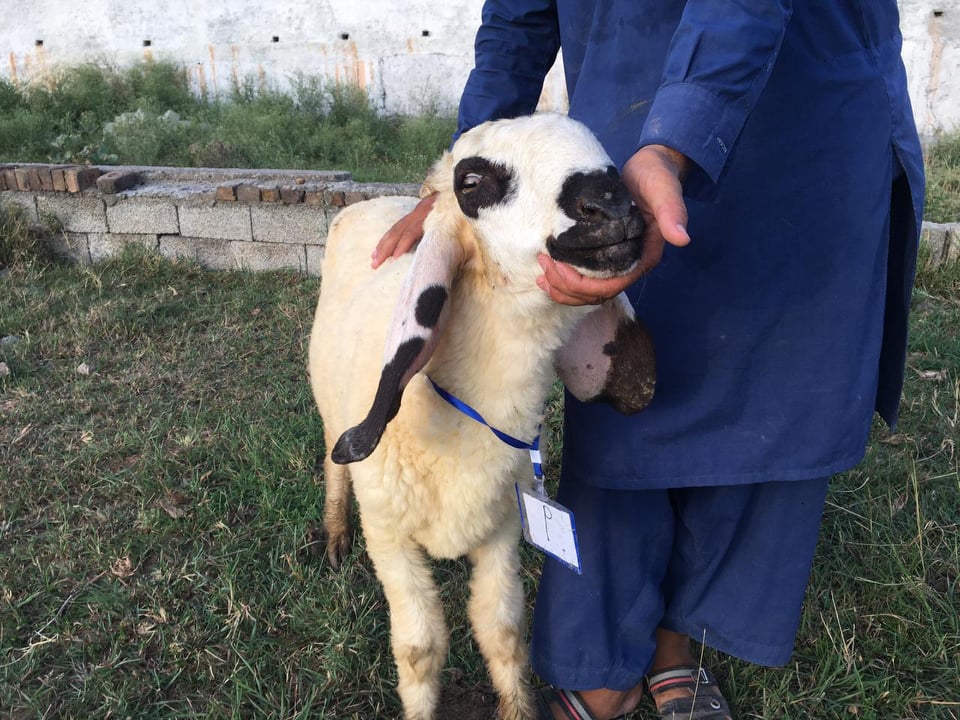 bakra