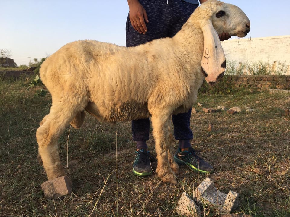 bakra