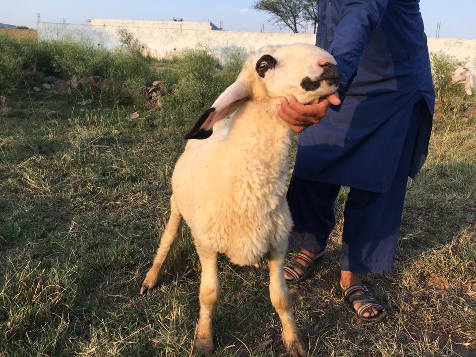 bakra