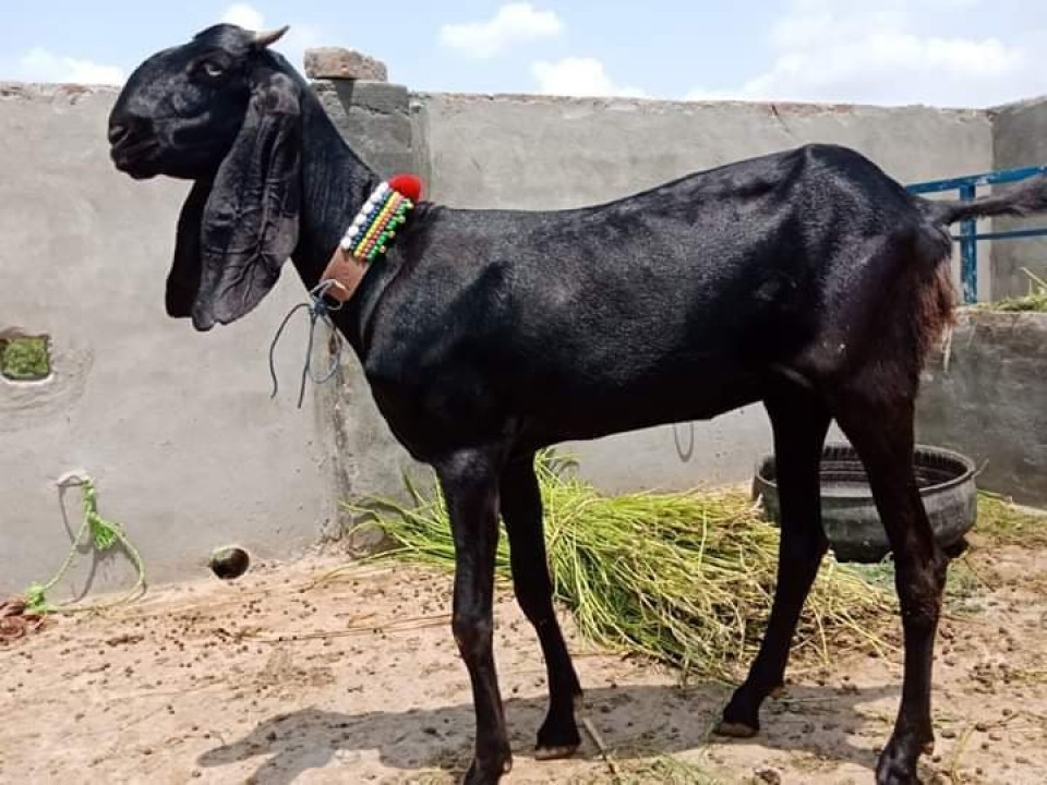 bakra