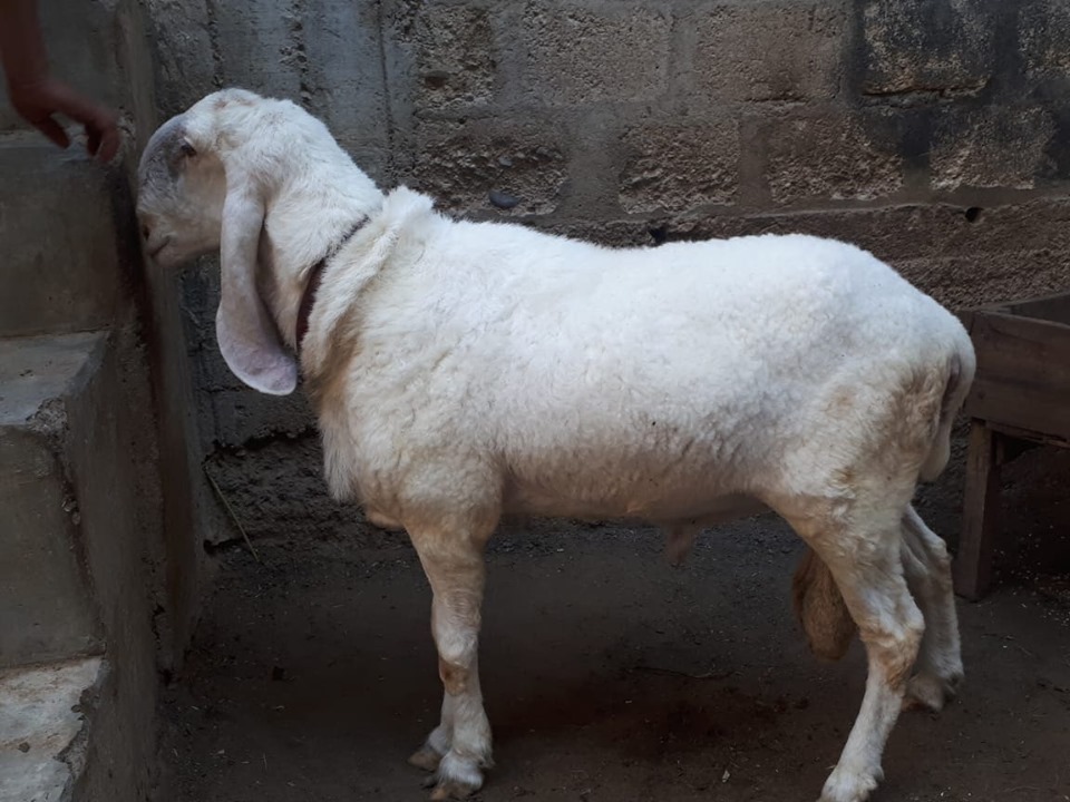 bakra