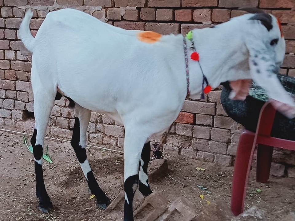 bakra