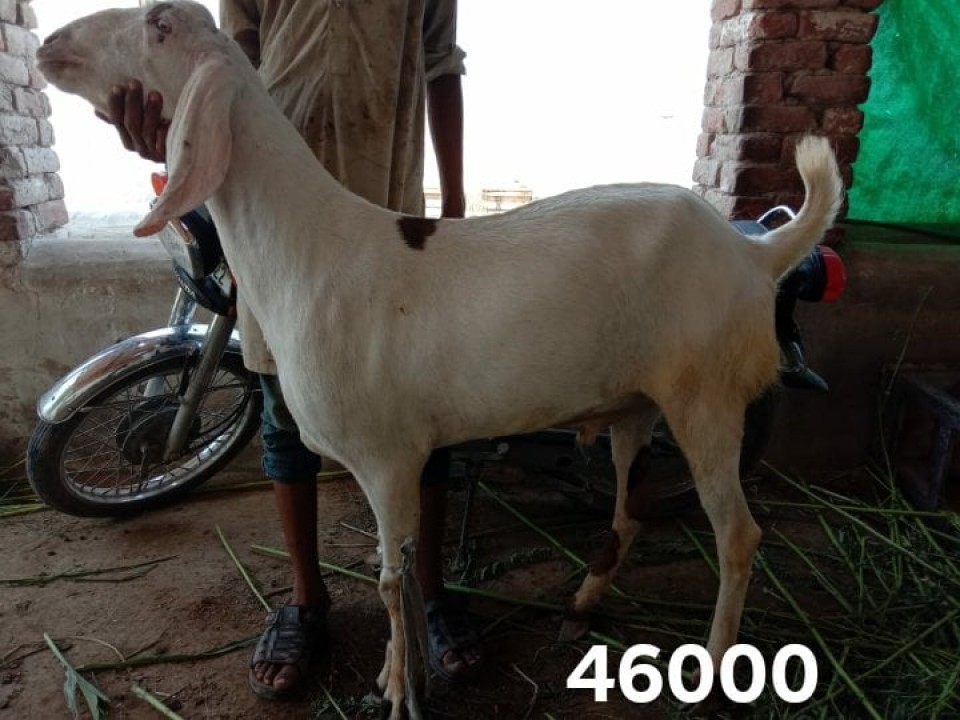 bakra