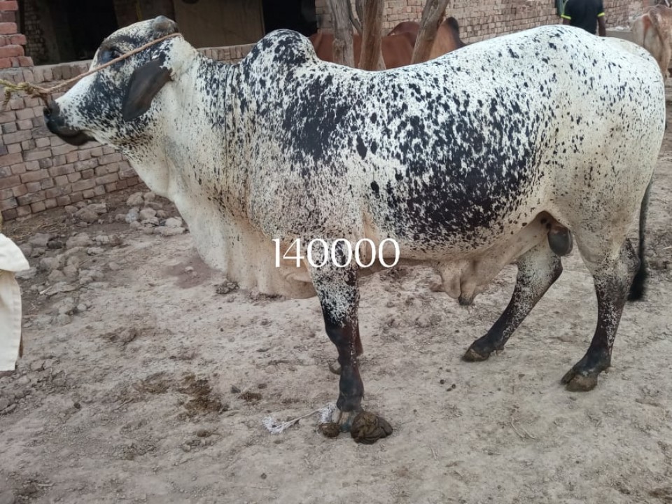 bakra
