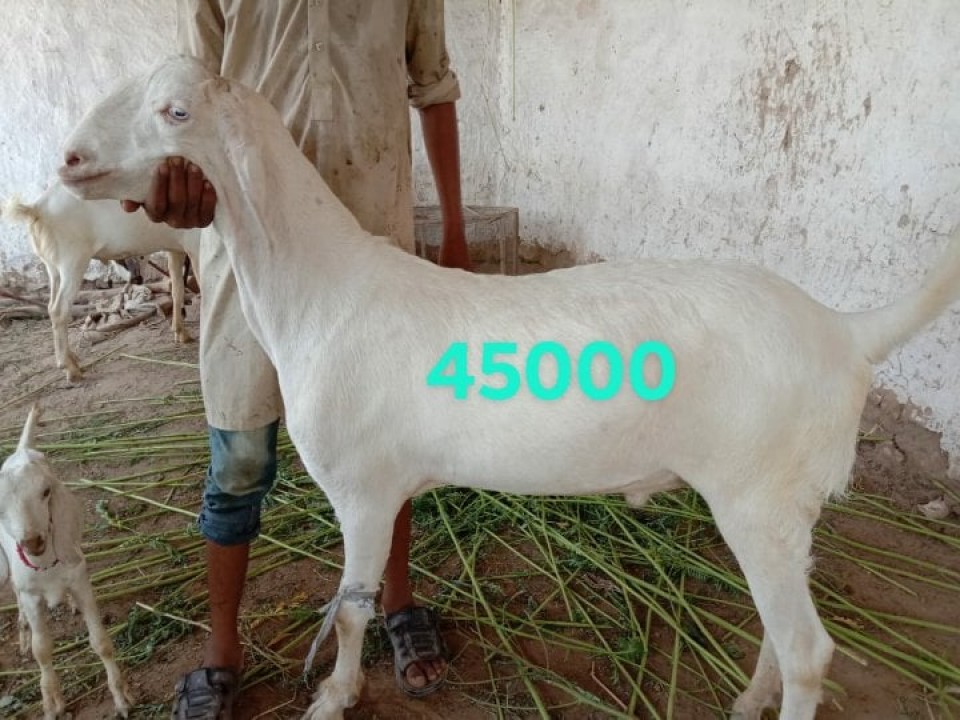 bakra