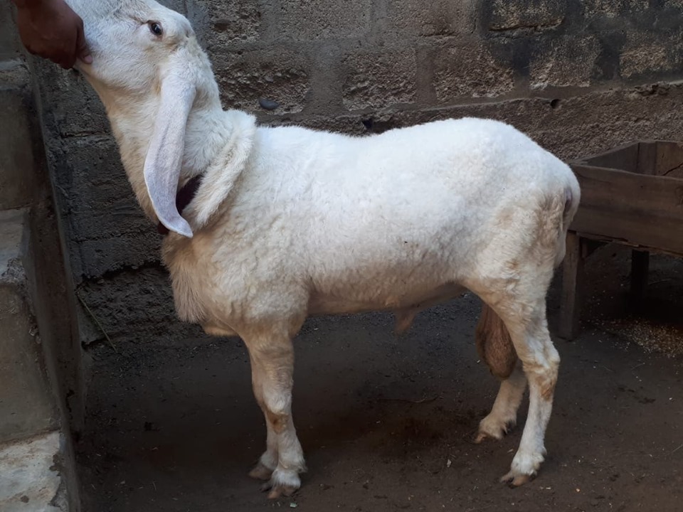 bakra