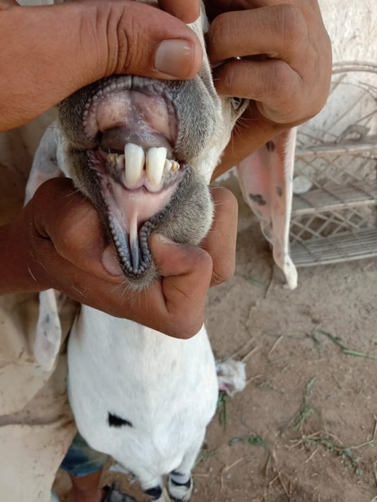 bakra