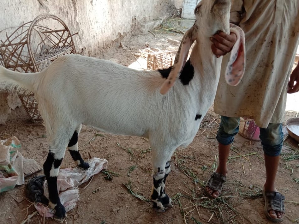 bakra