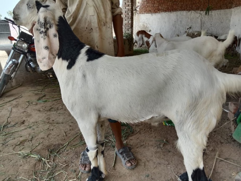 bakra