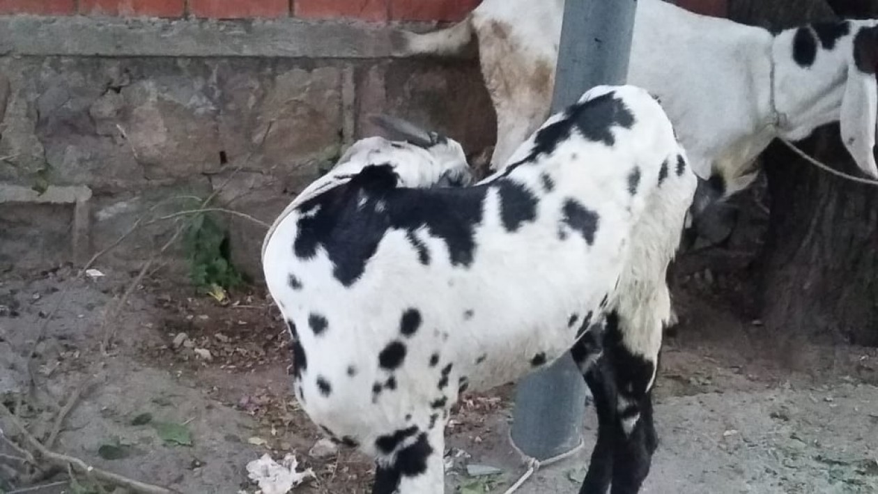 bakra