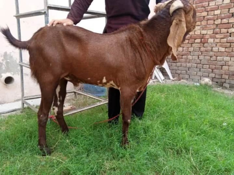 bakra