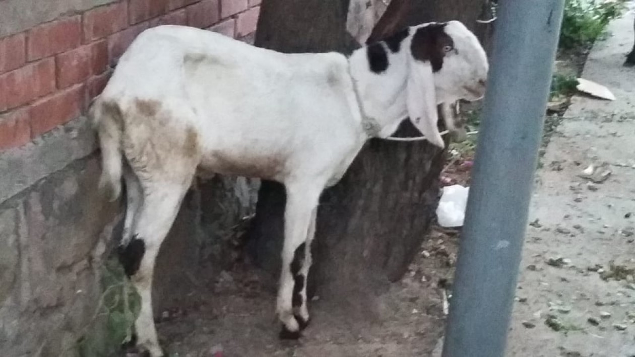 bakra
