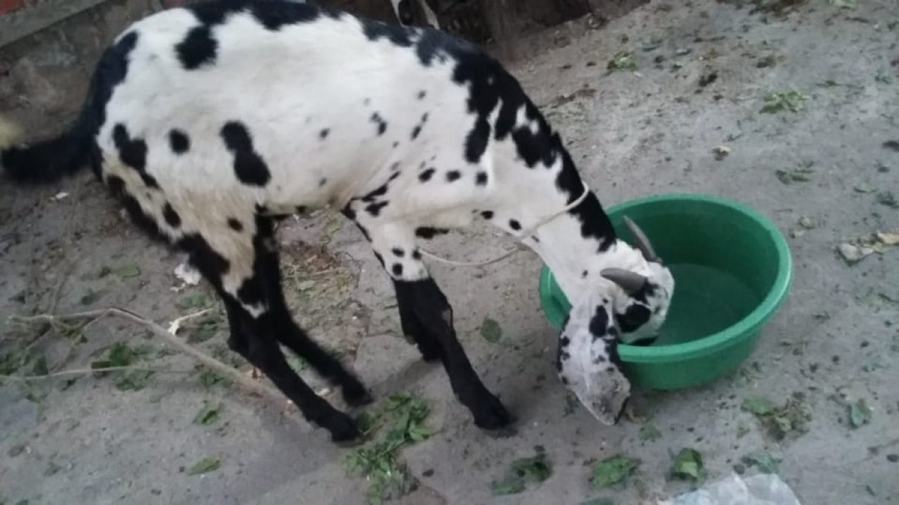bakra
