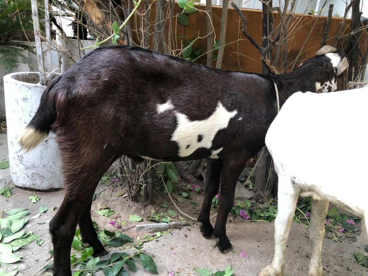 bakra