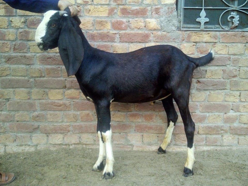 bakra