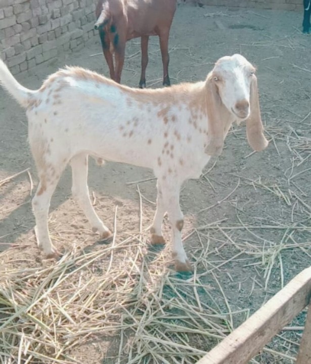 bakra