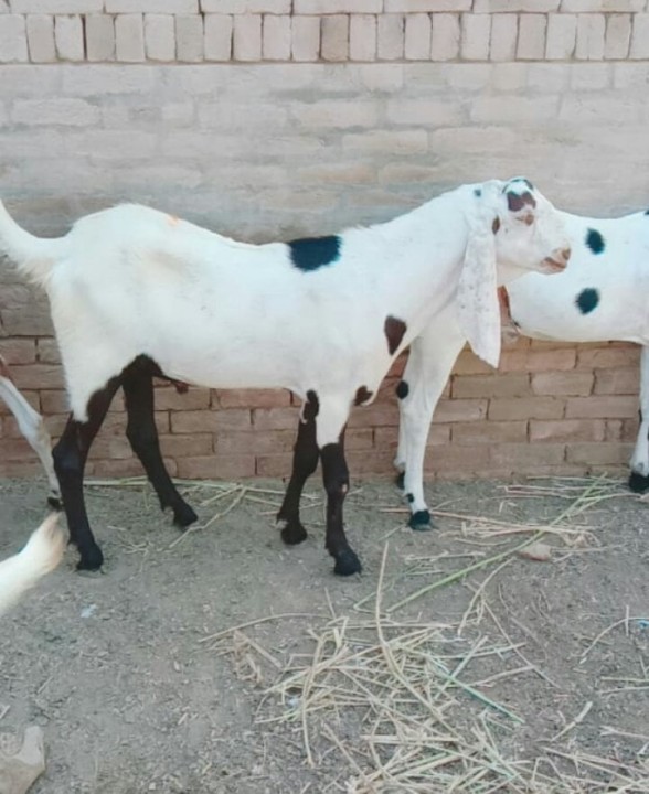 bakra