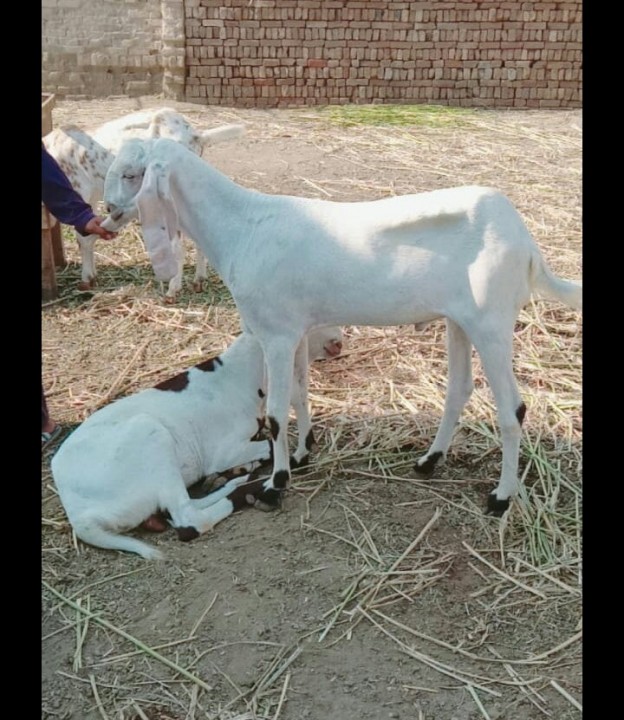 bakra