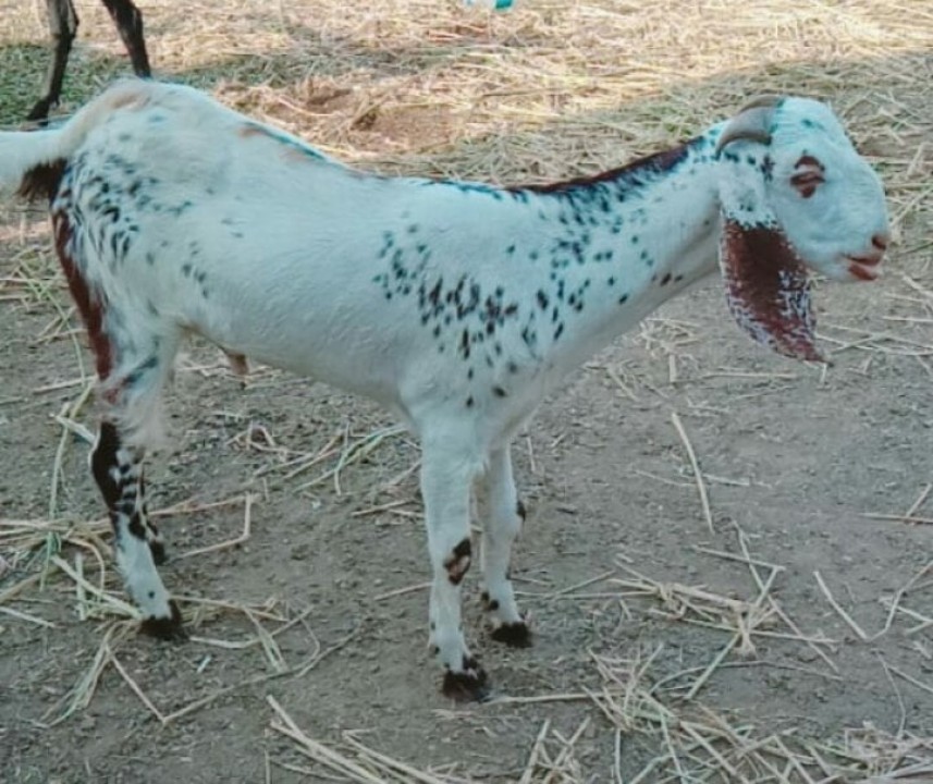 bakra