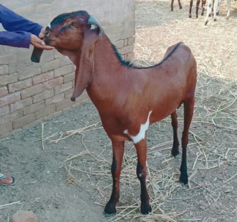 bakra