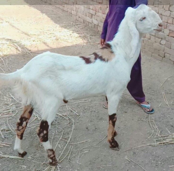 bakra