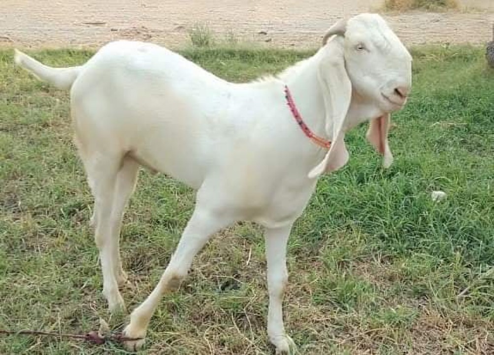 bakra