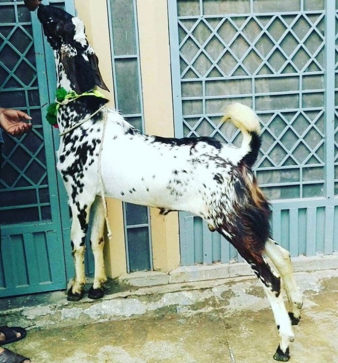 bakra